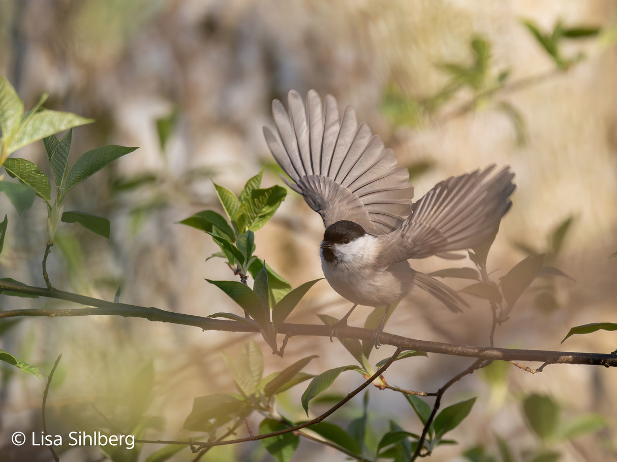 SONY - FE 100-400MM F4.5-5.6 GM OSS