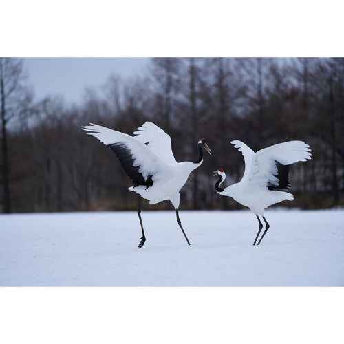 Sony FE 100-400mm f/4.5-5.6 GM OSS