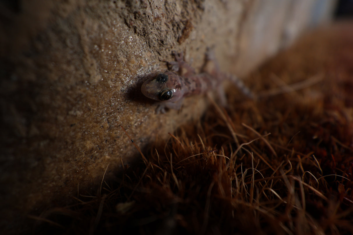 Canon RF-S 10–18 mm f/4,5–6,3 IS STM