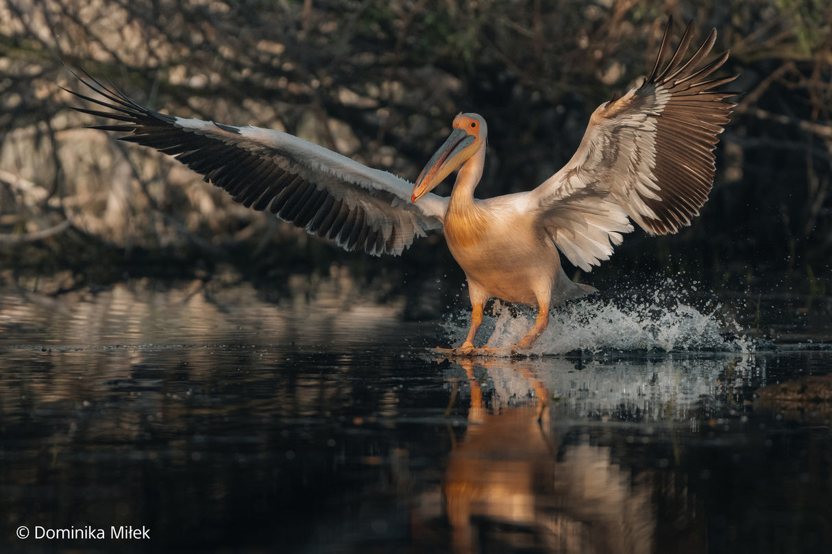 SONY - FE 100-400MM F4.5-5.6 GM OSS