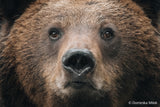 SONY - FE 100-400MM F4.5-5.6 GM OSS