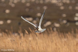 SONY - FE 100-400MM F4.5-5.6 GM OSS