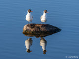 SONY - FE 100-400MM F4.5-5.6 GM OSS