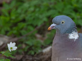 SONY - FE 100-400MM F4.5-5.6 GM OSS