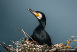 SONY - FE 100-400MM F4.5-5.6 GM OSS