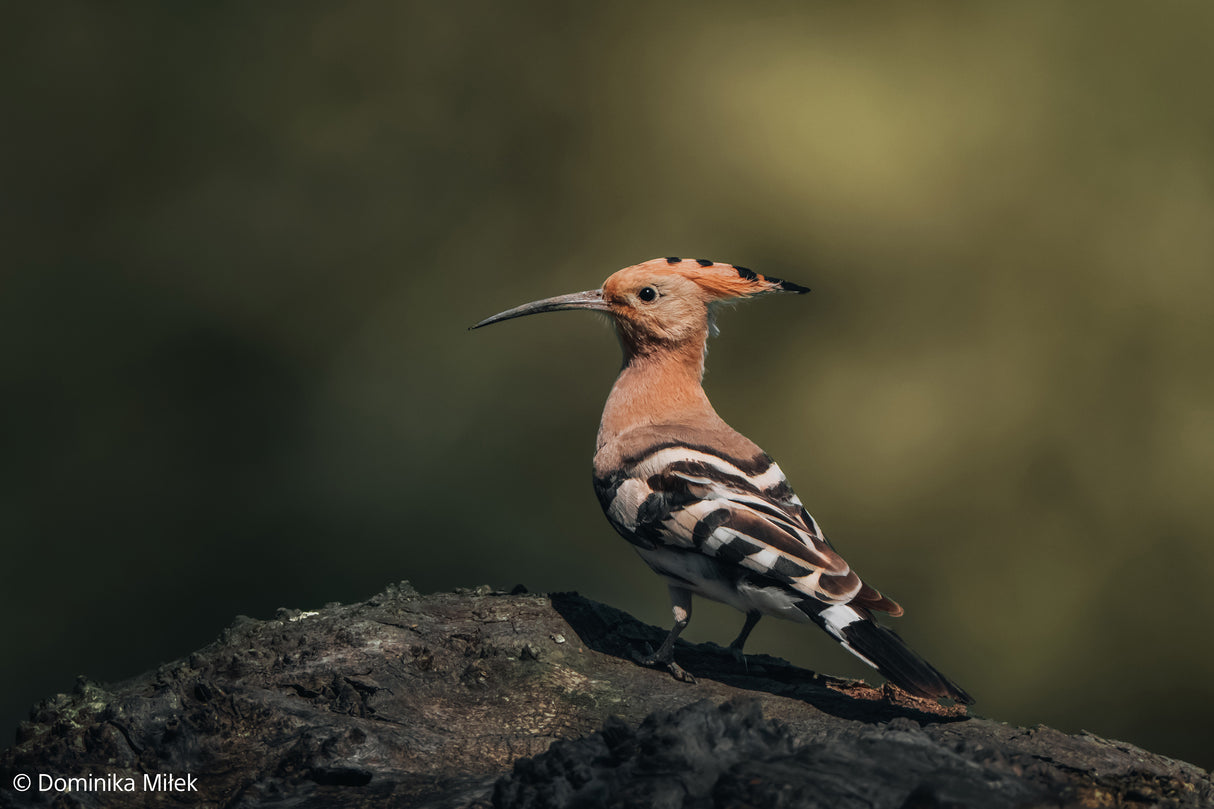 SONY - FE 100-400MM F4.5-5.6 GM OSS